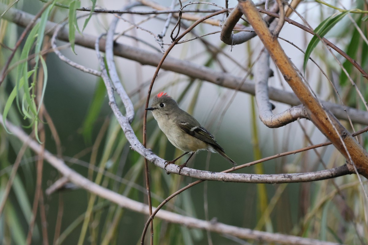 králíček americký - ML645503033