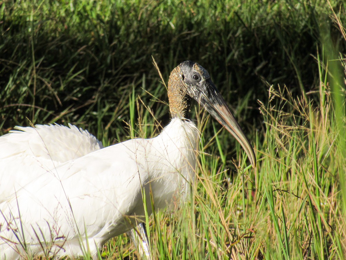 Wood Stork - ML645503051