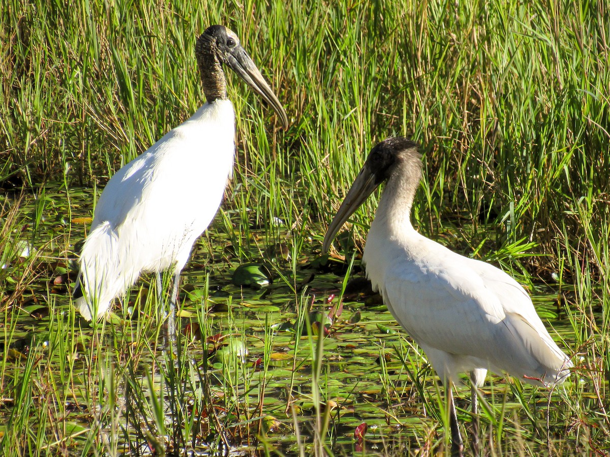 Wood Stork - ML645503052