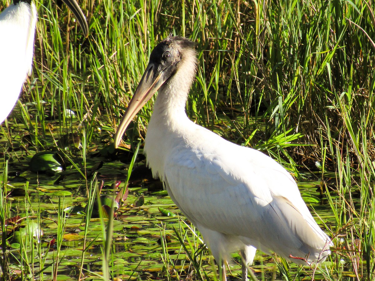 Wood Stork - ML645503053