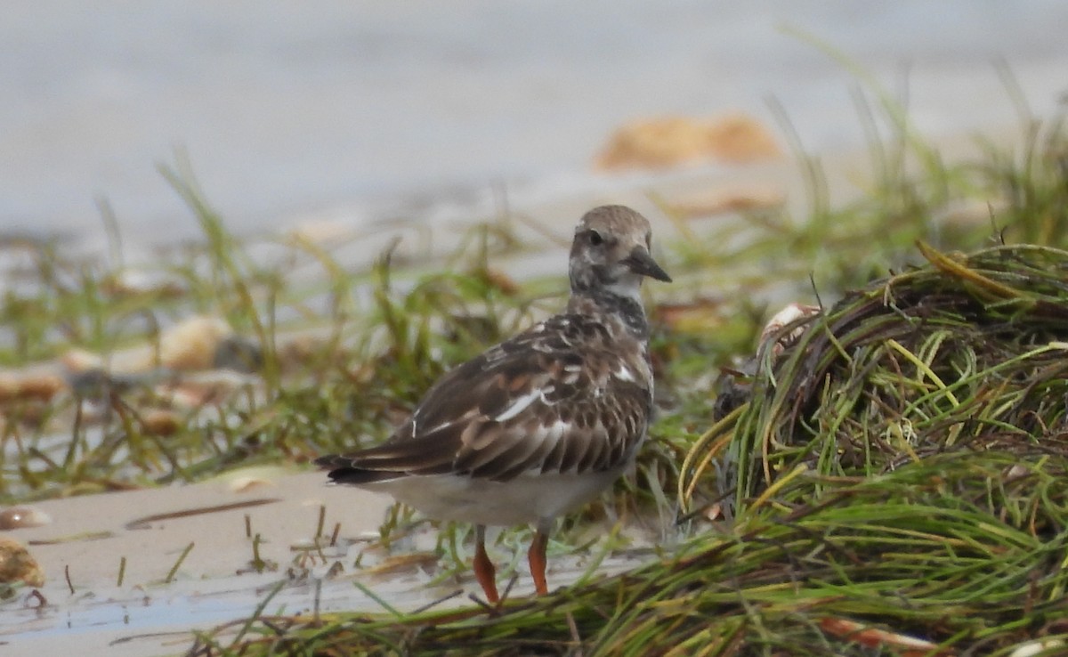 Ruddy Turnstone - ML645503066
