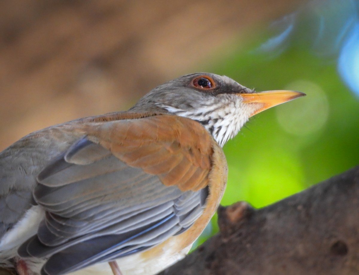Rufous-backed Robin - ML645503067