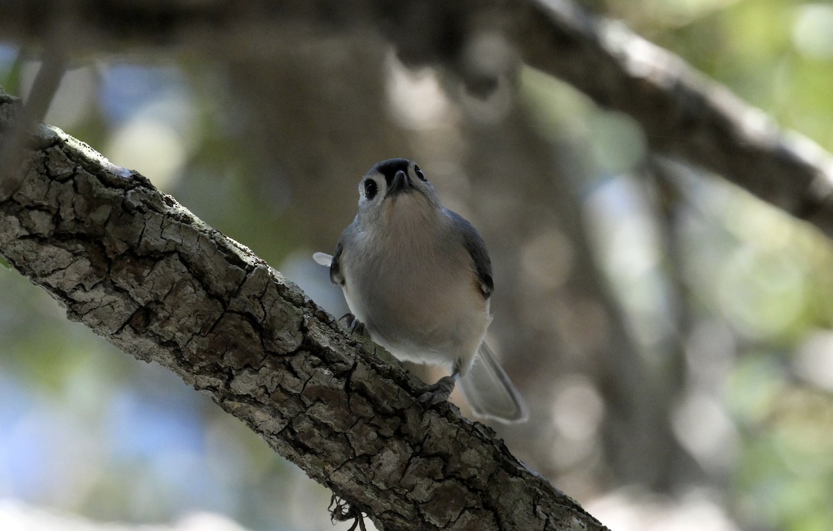 Tufted Titmouse - ML645503068