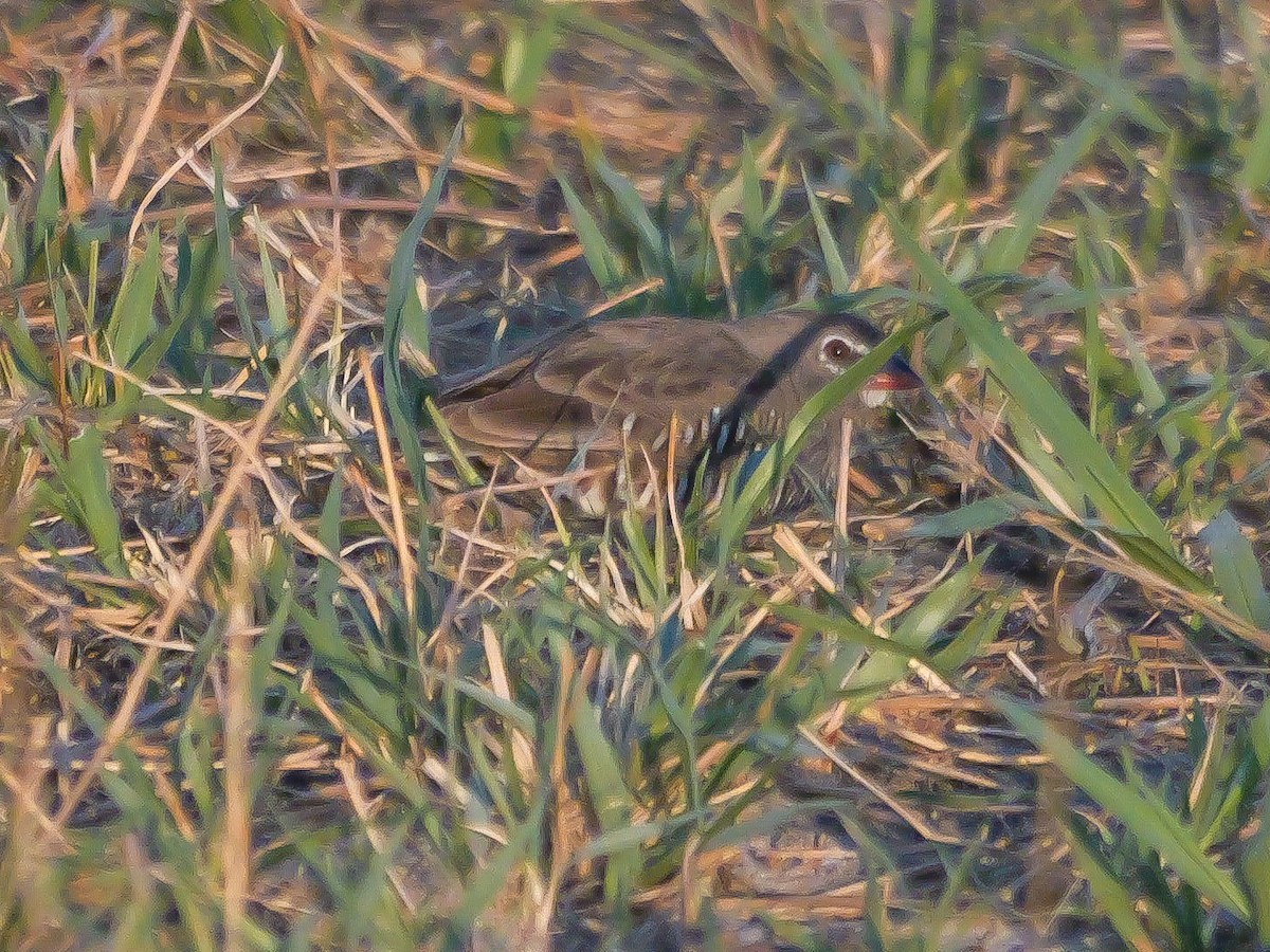 Quailfinch (Spectacled) - ML645503069