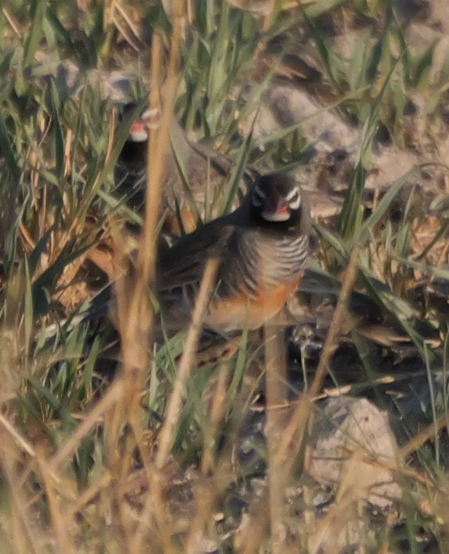 Quailfinch (Spectacled) - ML645503070