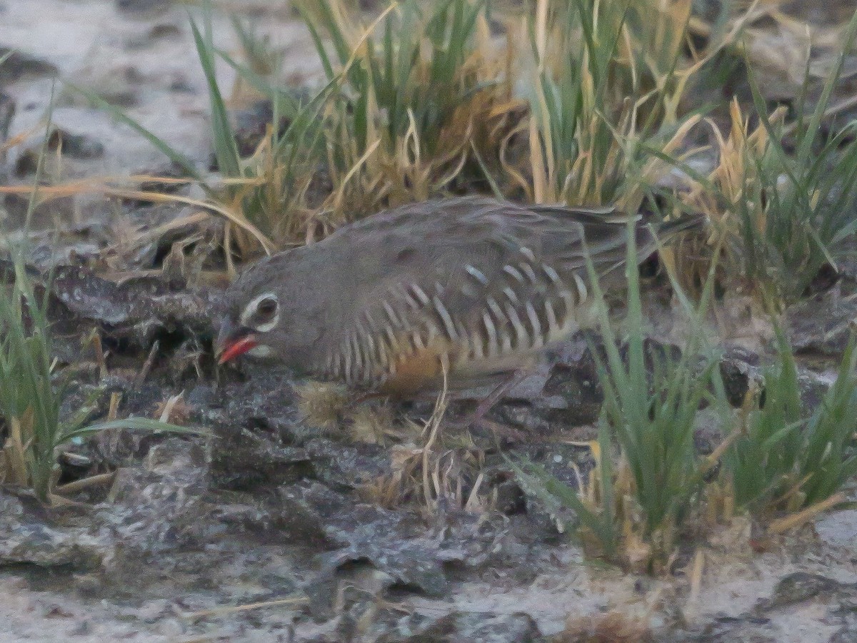 Quailfinch (Spectacled) - ML645503071