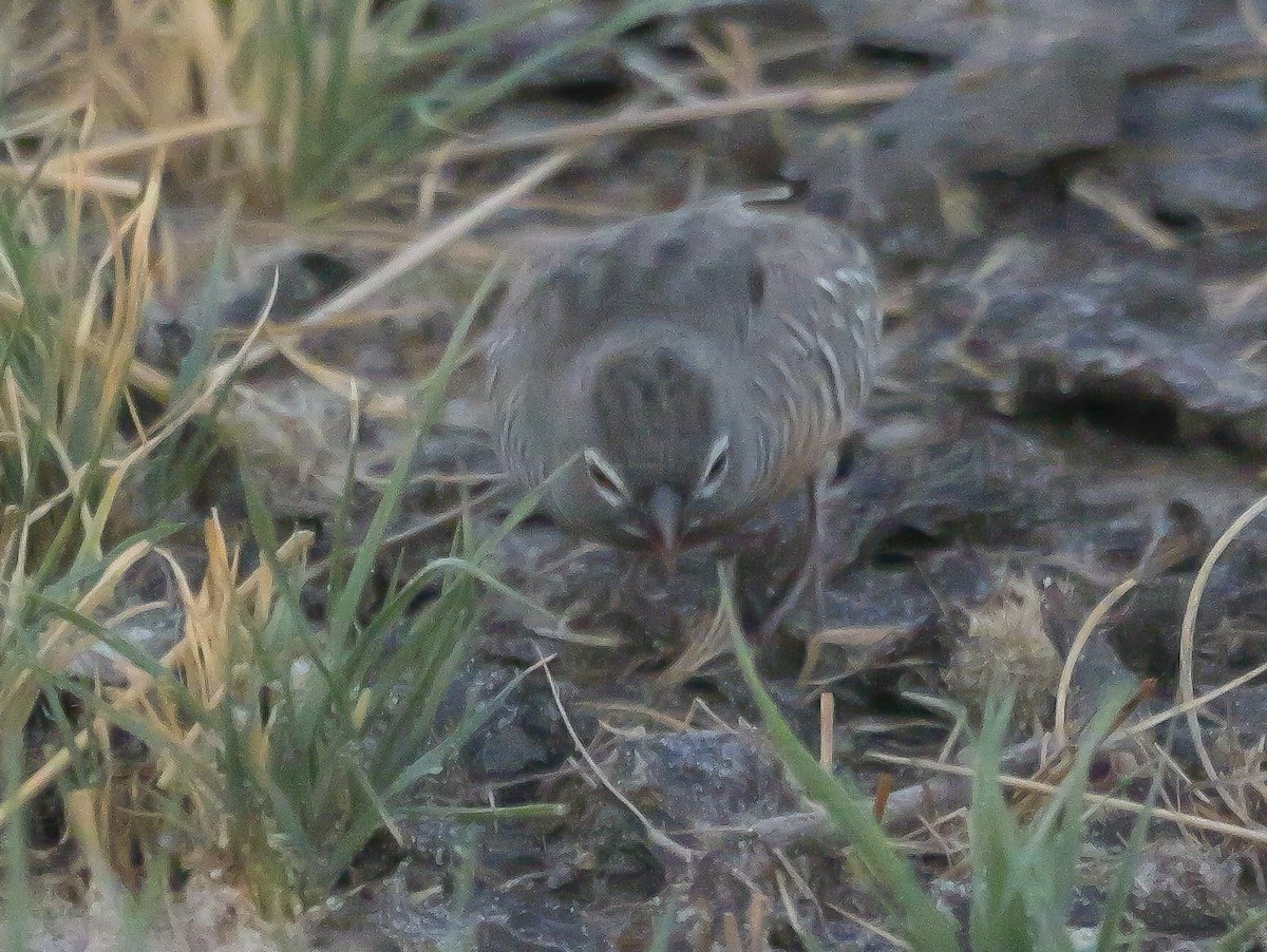Quailfinch (Spectacled) - ML645503072
