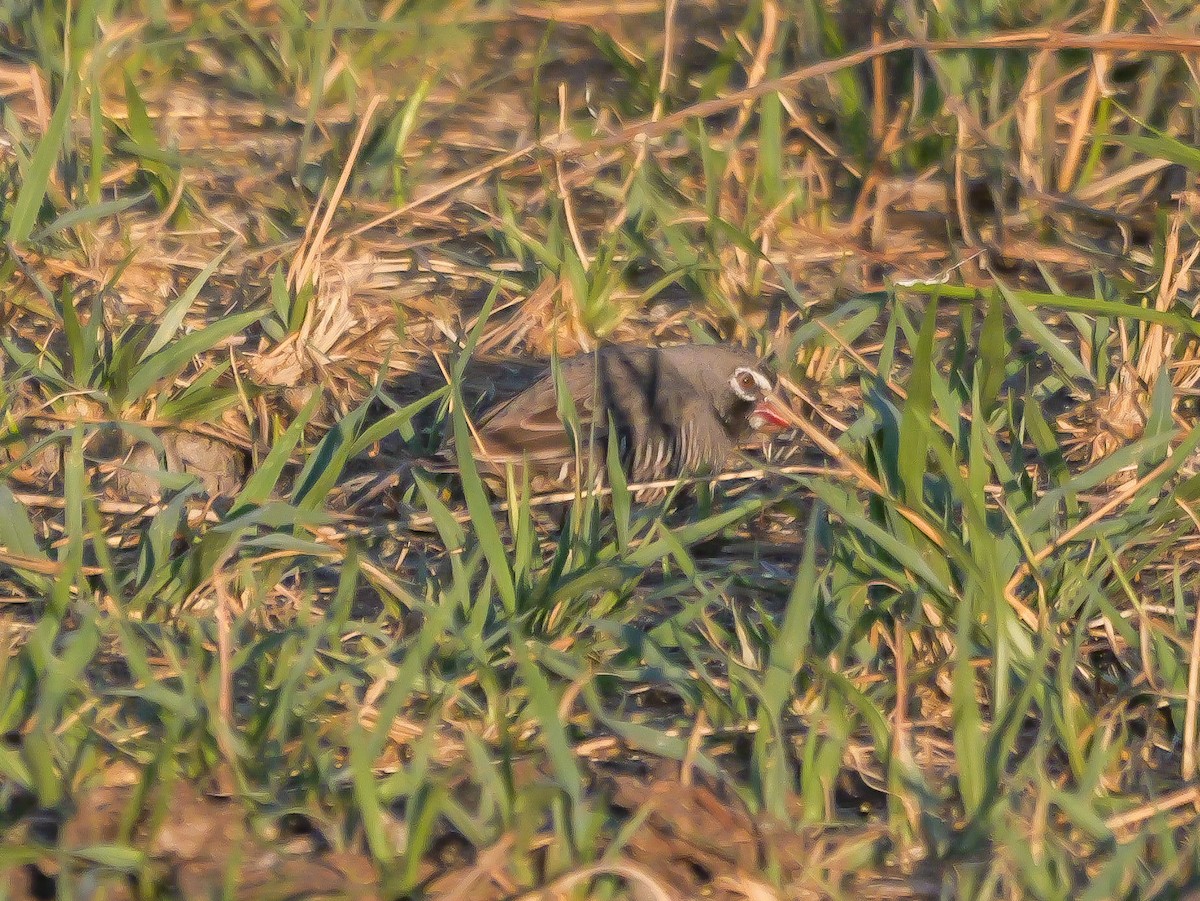 Quailfinch (Spectacled) - ML645503073