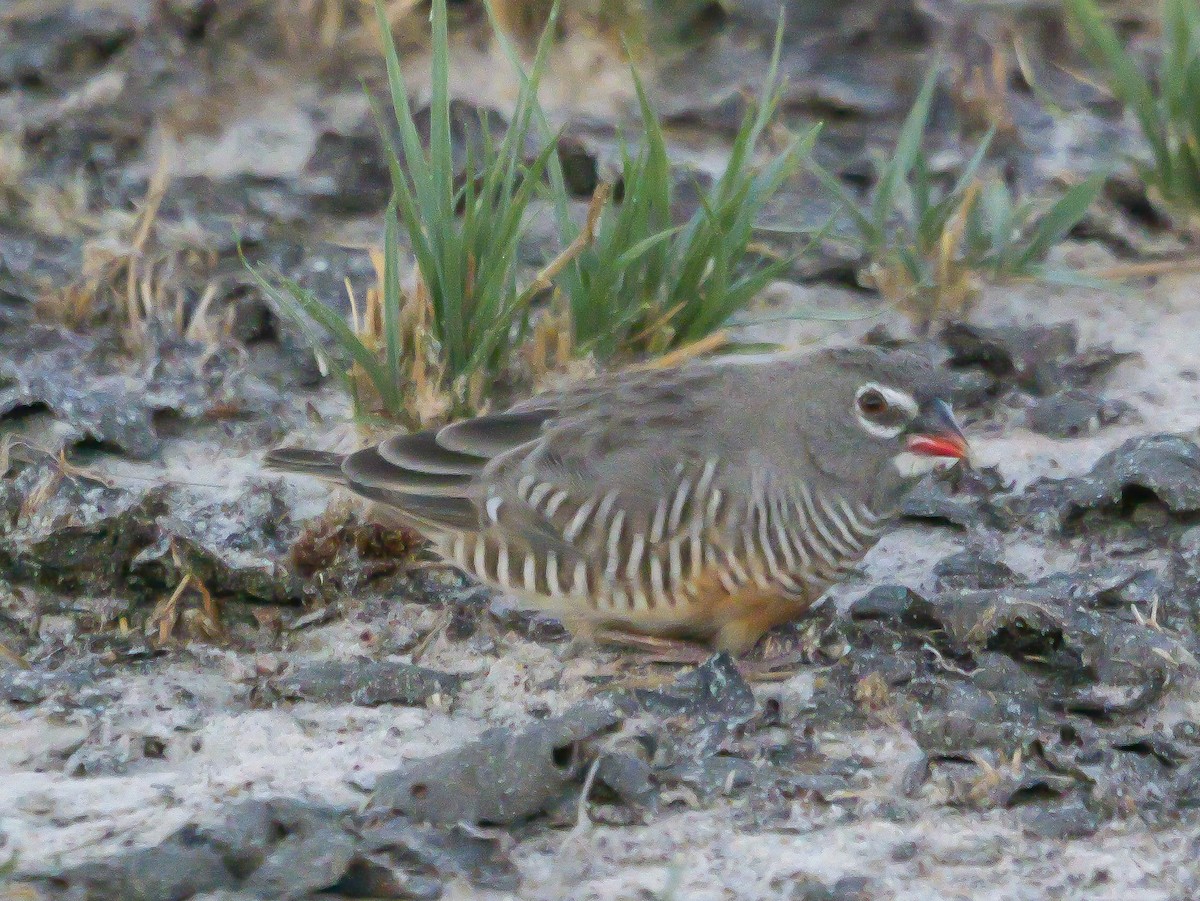 Quailfinch (Spectacled) - ML645503074