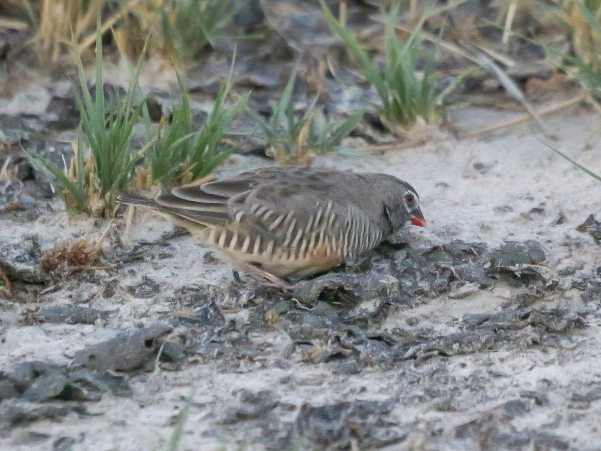 Quailfinch (Spectacled) - ML645503075