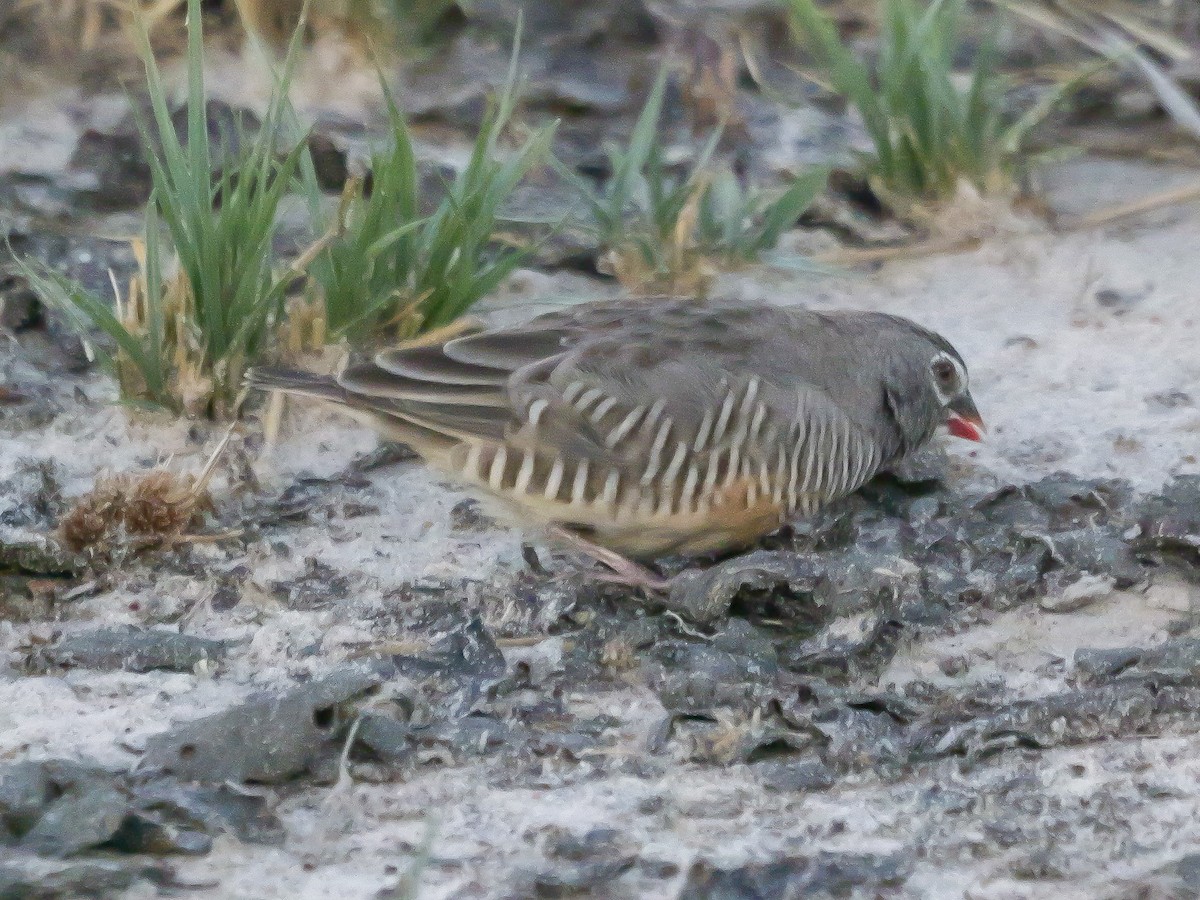 Quailfinch (Spectacled) - ML645503076