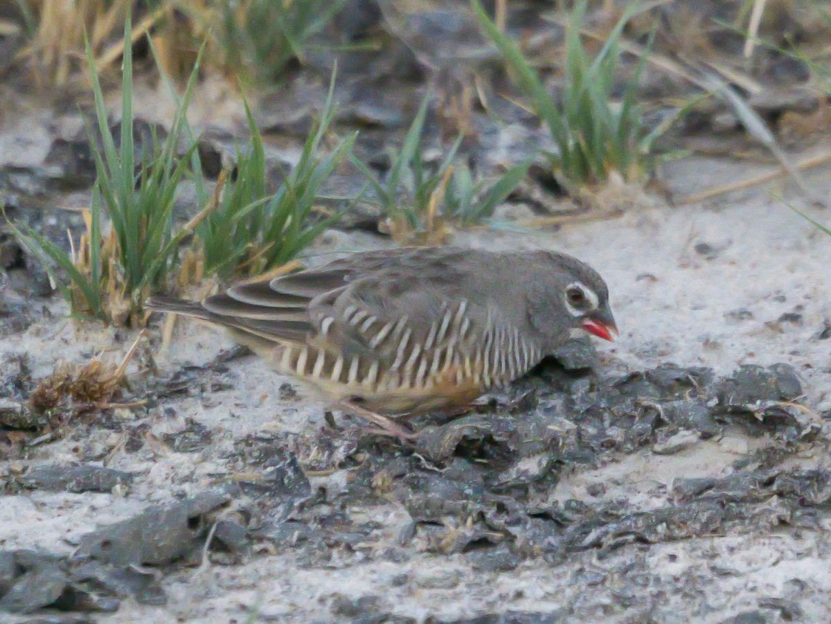 Quailfinch (Spectacled) - ML645503077
