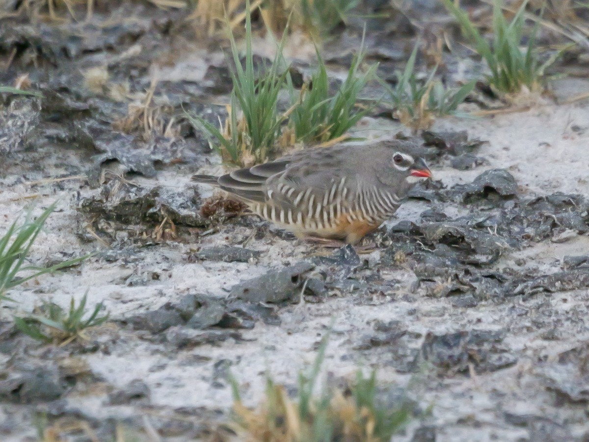 Quailfinch (Spectacled) - ML645503078