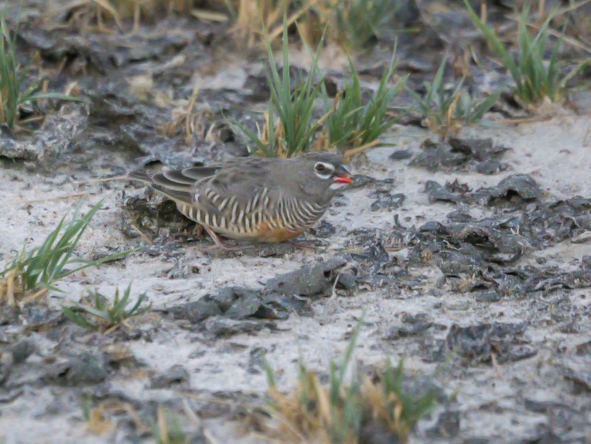 Quailfinch (Spectacled) - ML645503079