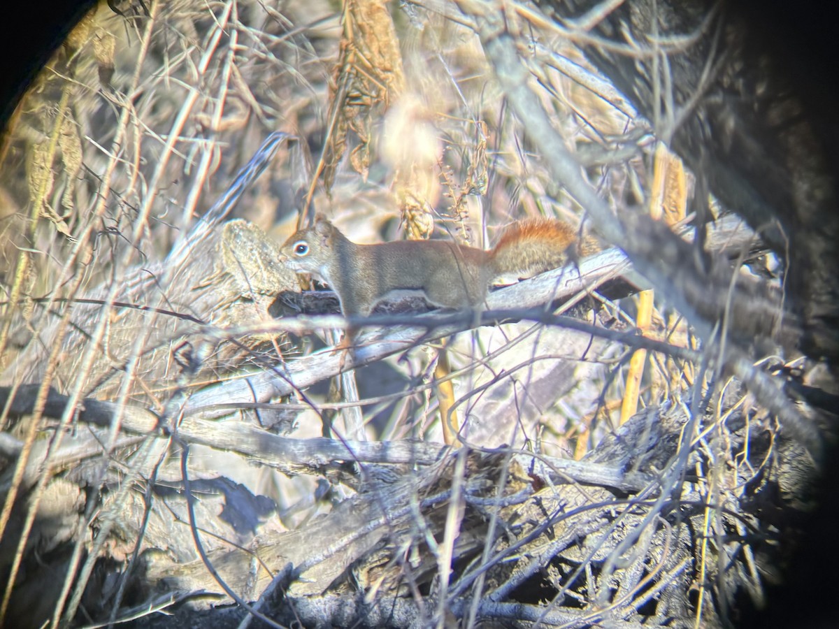 American Red Squirrel - ML645503080