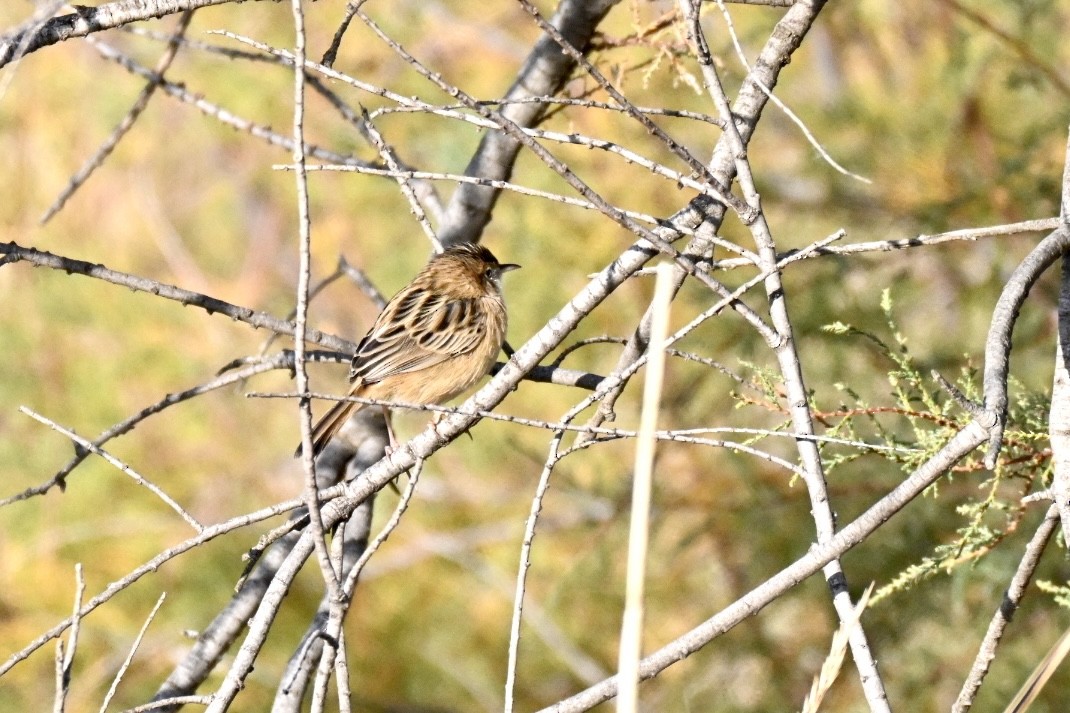 Zitting Cisticola - ML645503082