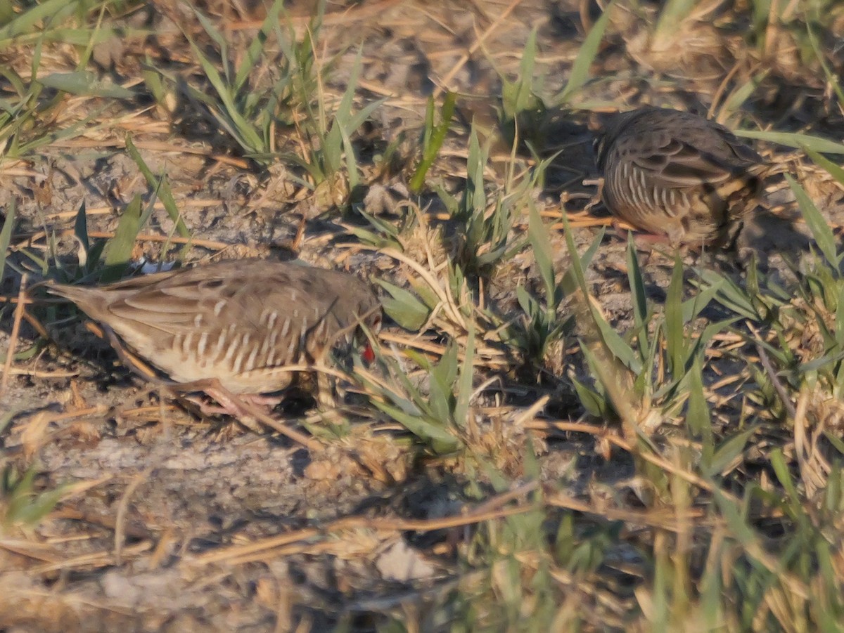 Quailfinch (Spectacled) - ML645503083