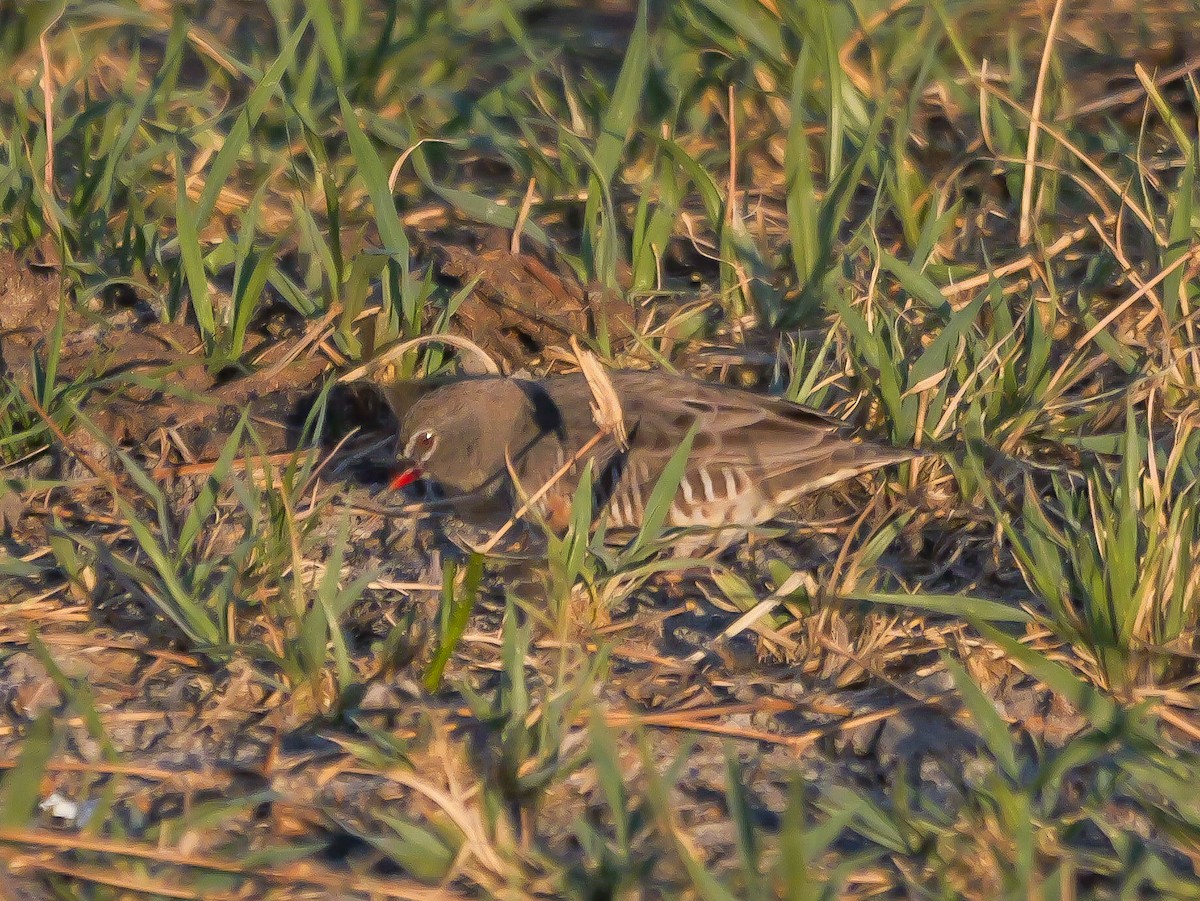 Quailfinch (Spectacled) - ML645503084