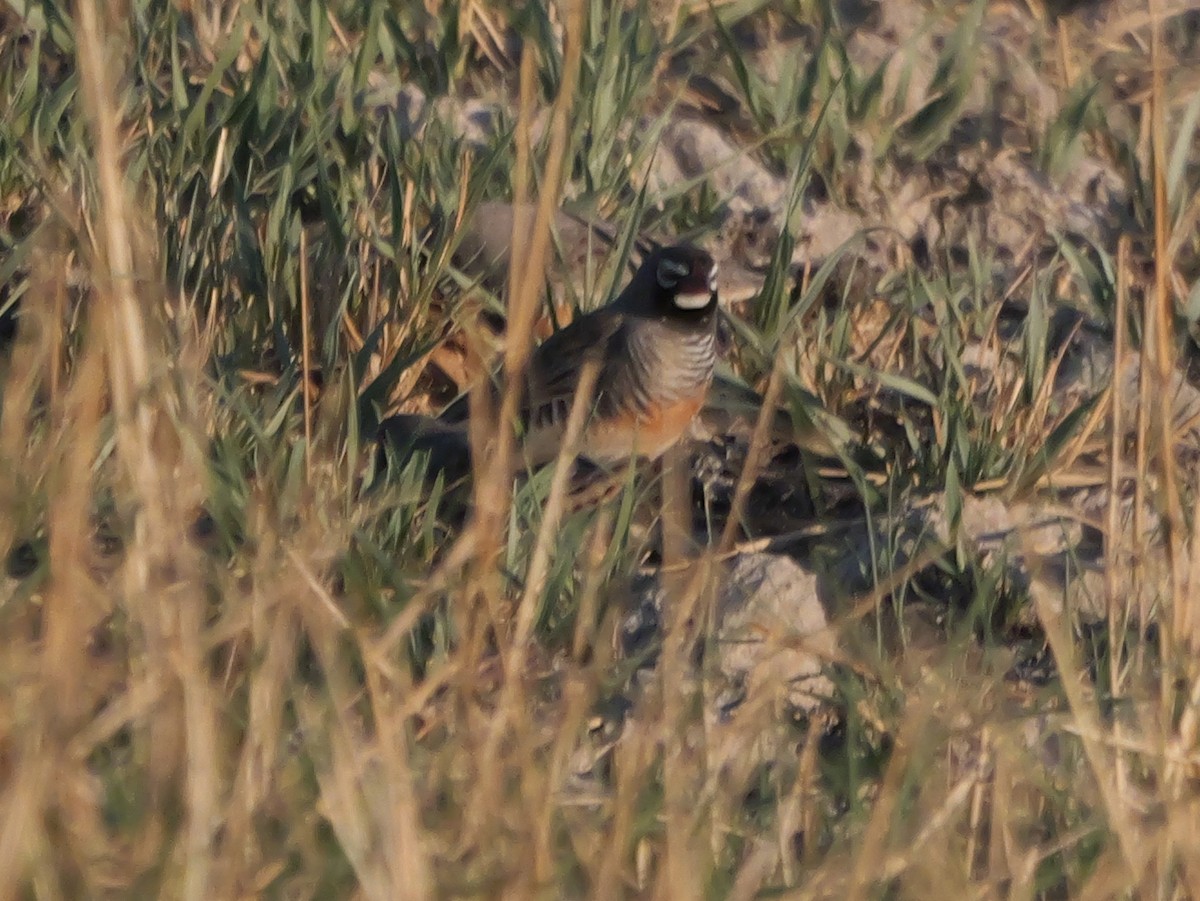Quailfinch (Spectacled) - ML645503085