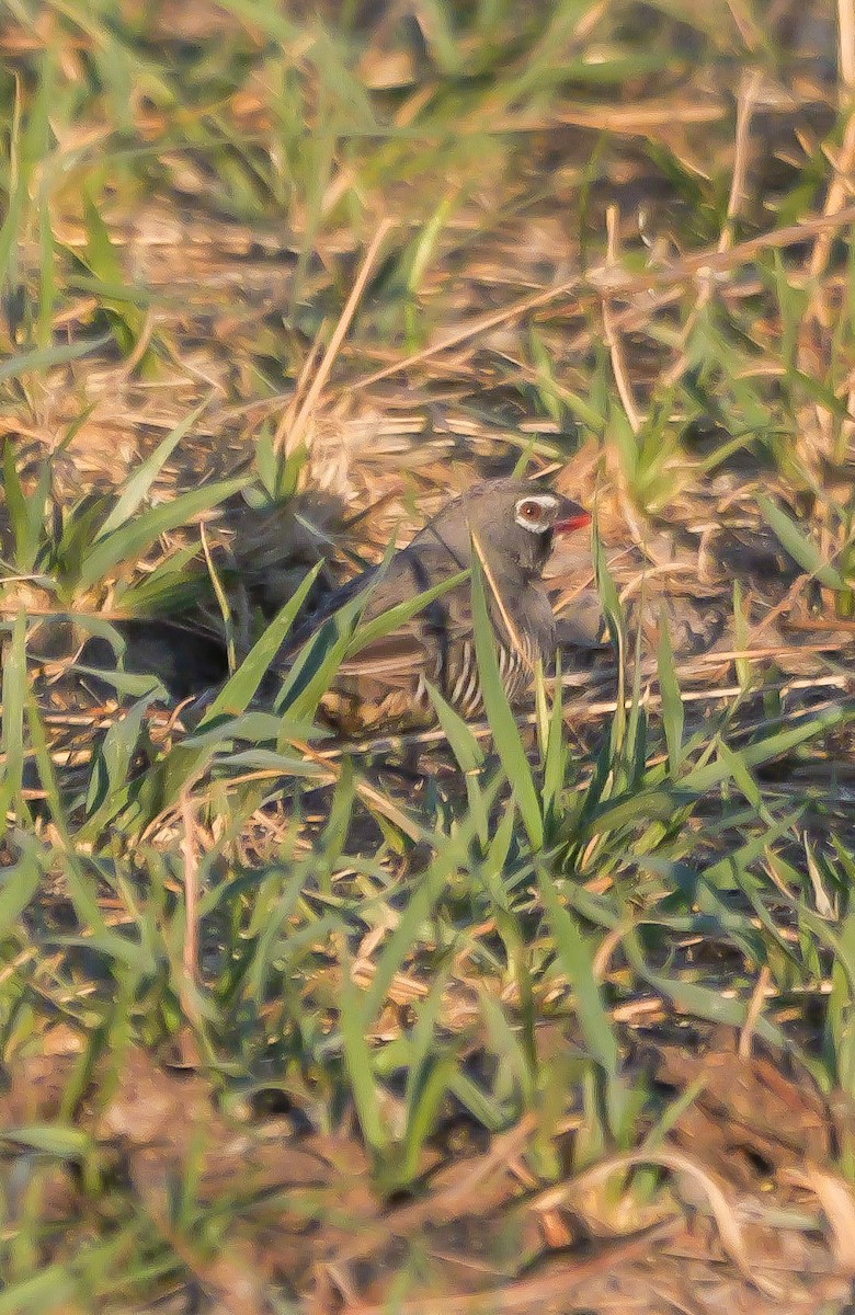Quailfinch (Spectacled) - ML645503086