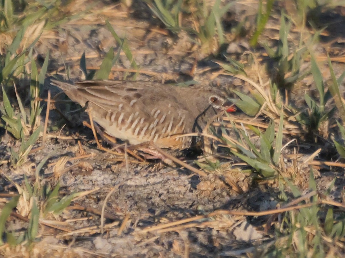 Quailfinch (Spectacled) - ML645503087