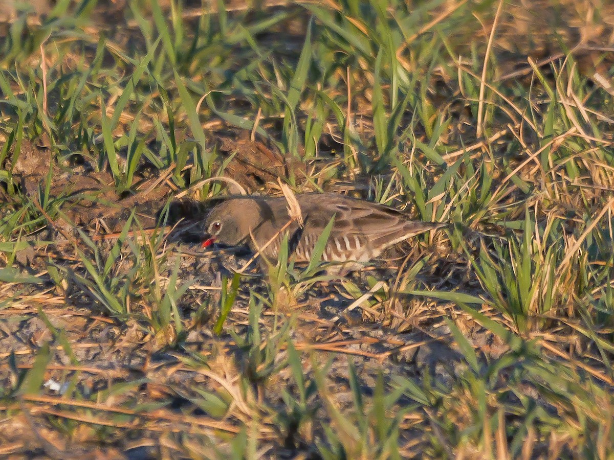 Quailfinch (Spectacled) - ML645503088