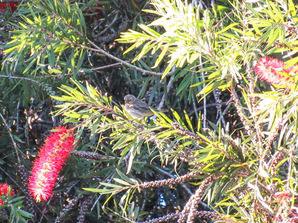 ホオアカアメリカムシクイ - ML645503092