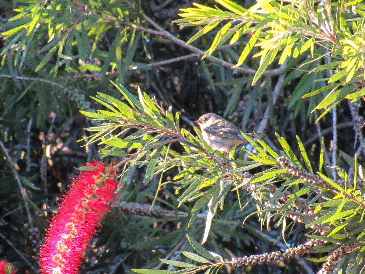 ホオアカアメリカムシクイ - ML645503093