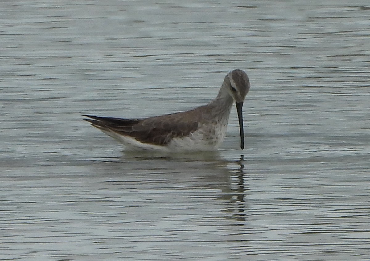 Stilt Sandpiper - ML645503094
