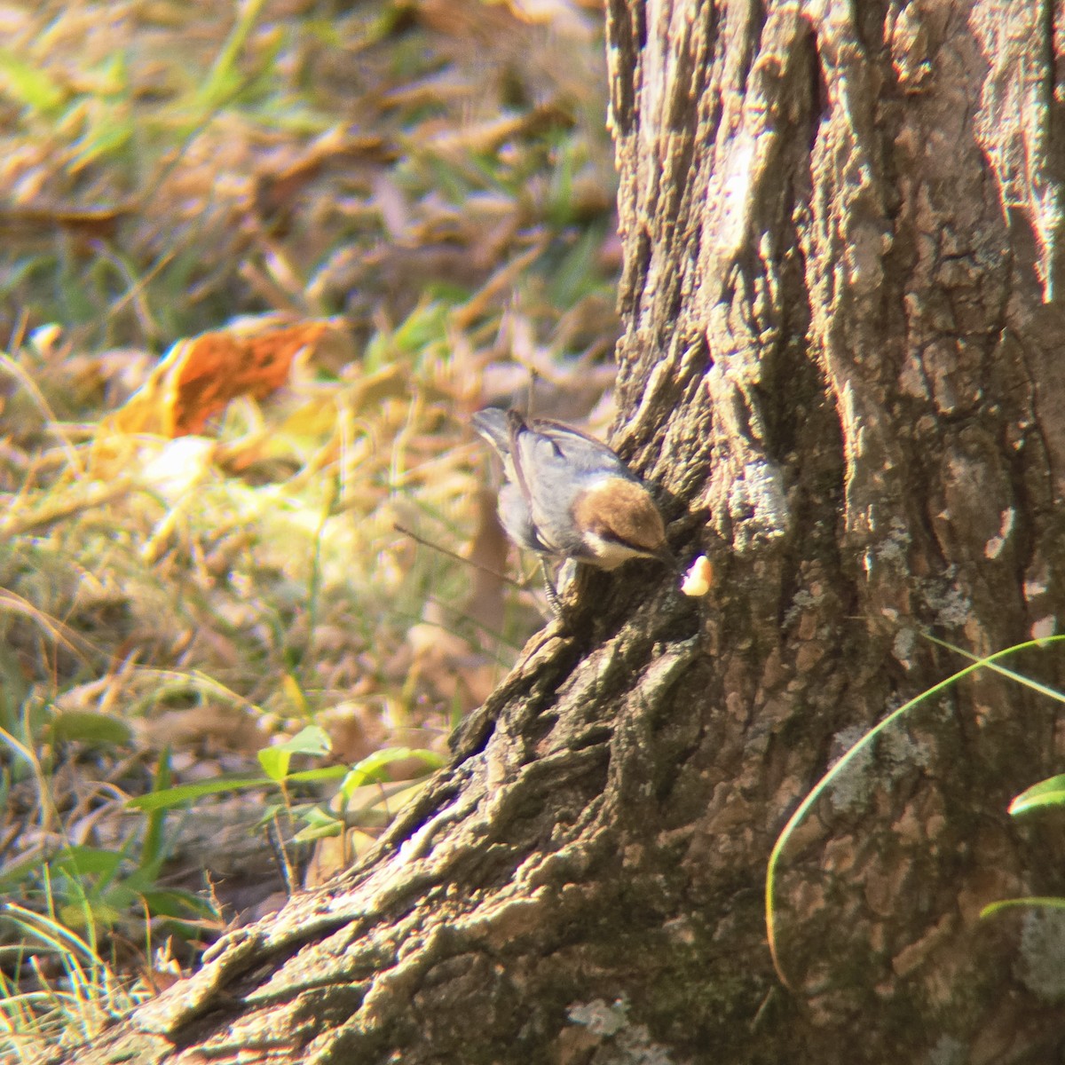 Brown-headed Nuthatch - ML645503096
