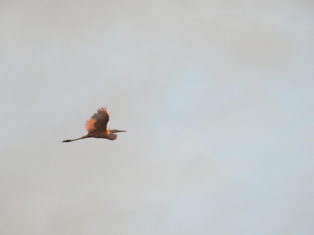 Great Egret - ML645503097