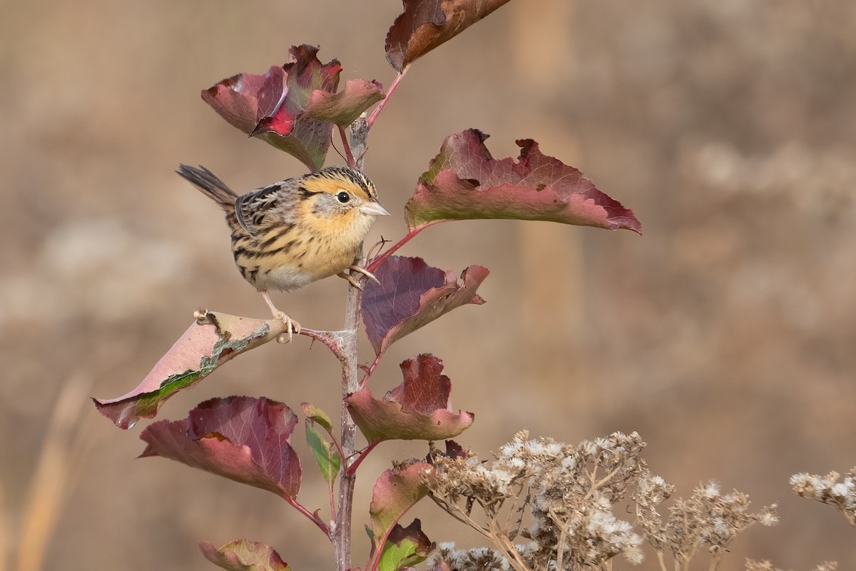 LeConte's Sparrow - ML645503100