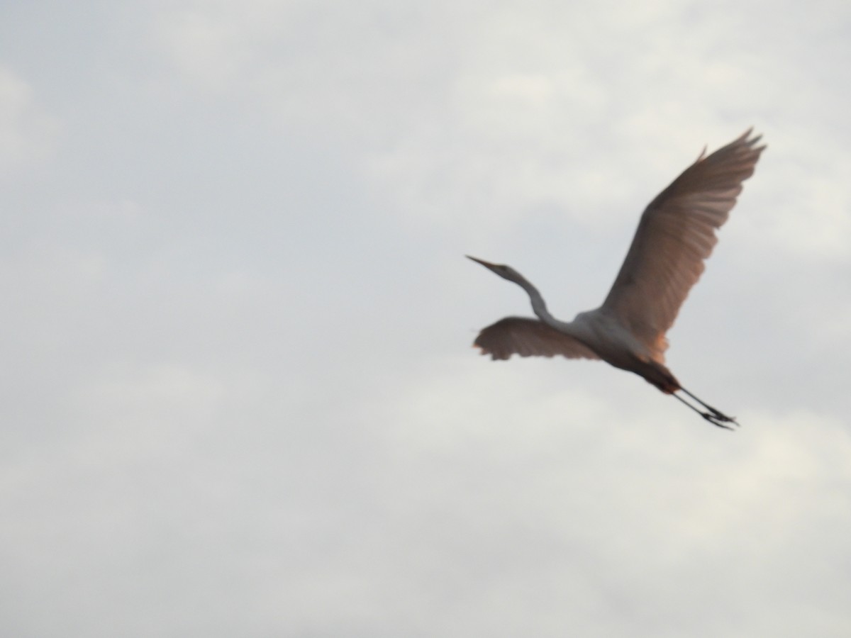 Great Egret - ML645503101