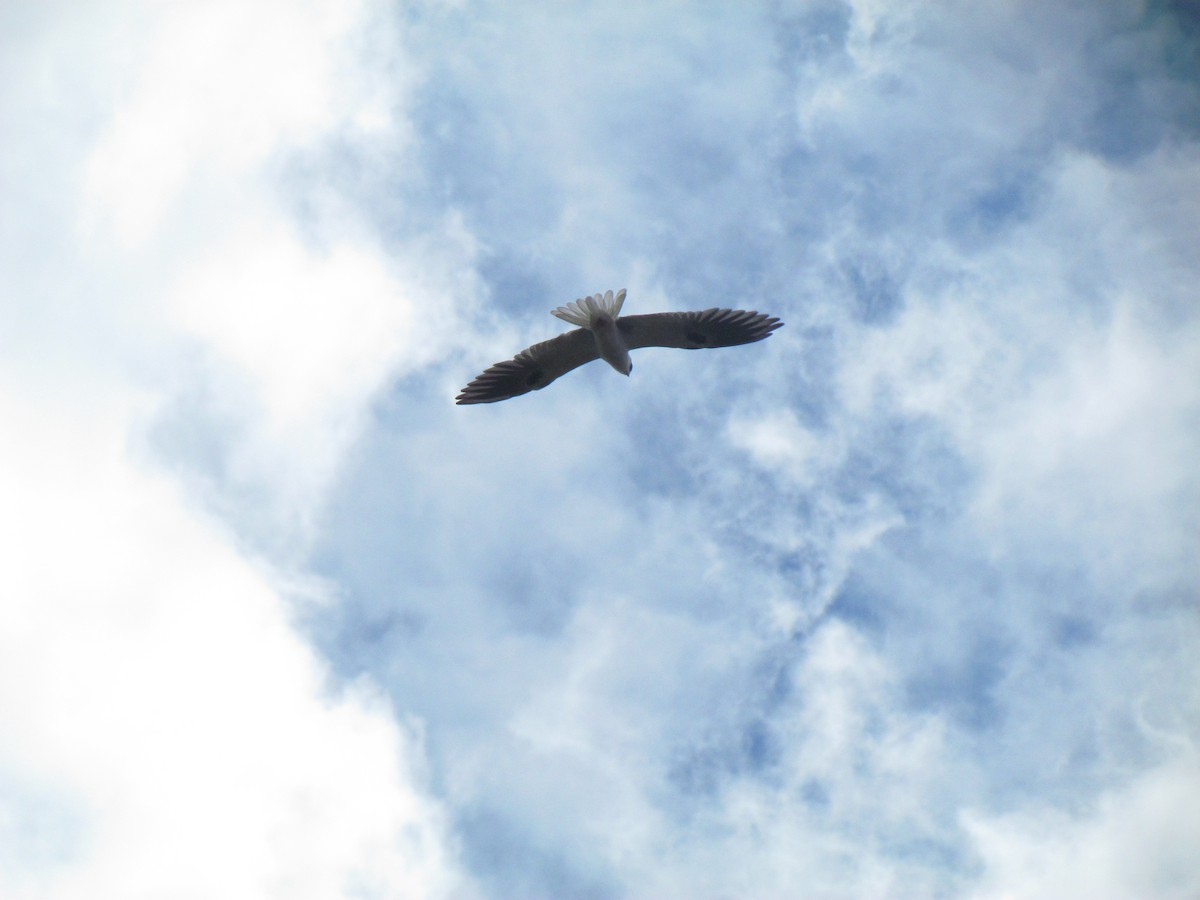 White-tailed Kite - ML645503102