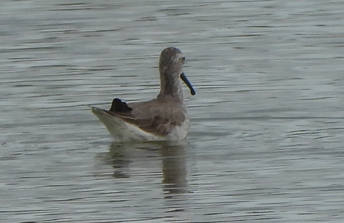 Stilt Sandpiper - ML645503103