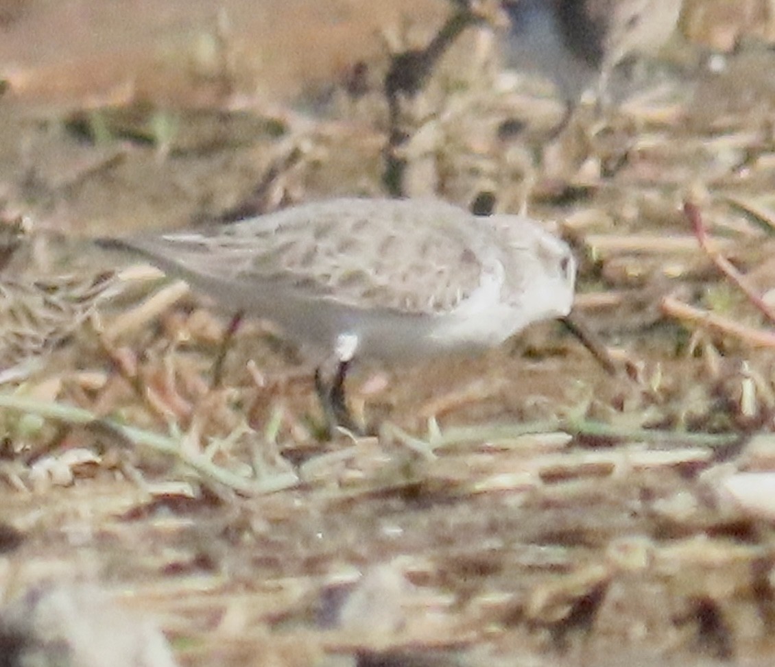 Western Sandpiper - ML645503104