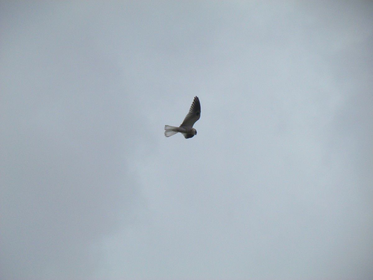 White-tailed Kite - ML645503105