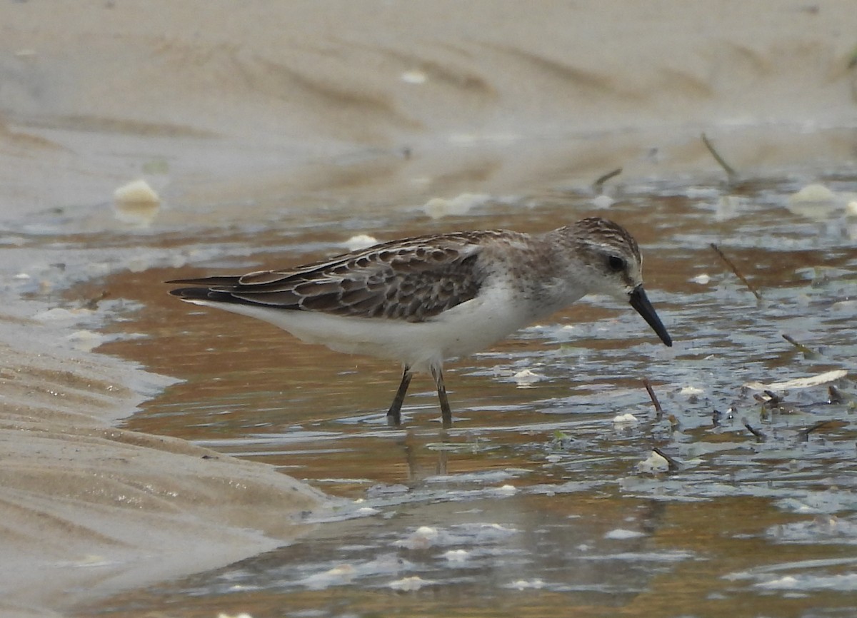 Weißbürzel-Strandläufer - ML645503108