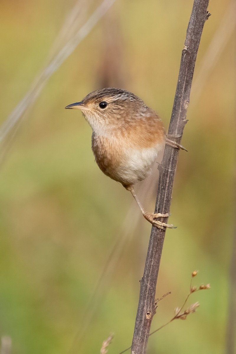 Cucarachero Culibarrado - ML645503118