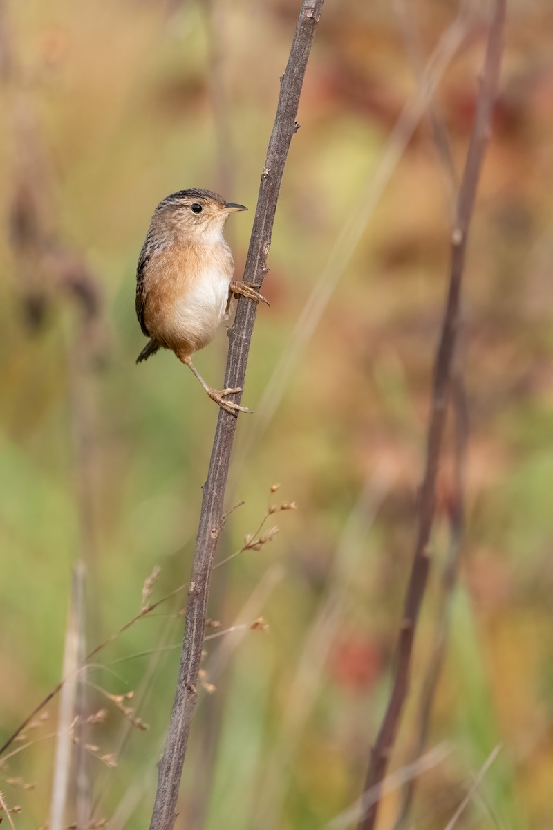 Cucarachero Culibarrado - ML645503119