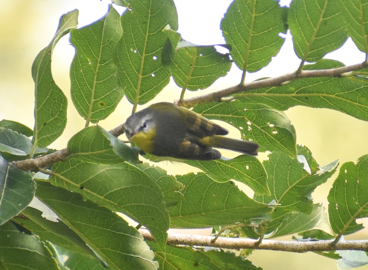 budníček šedohlavý - ML645503133