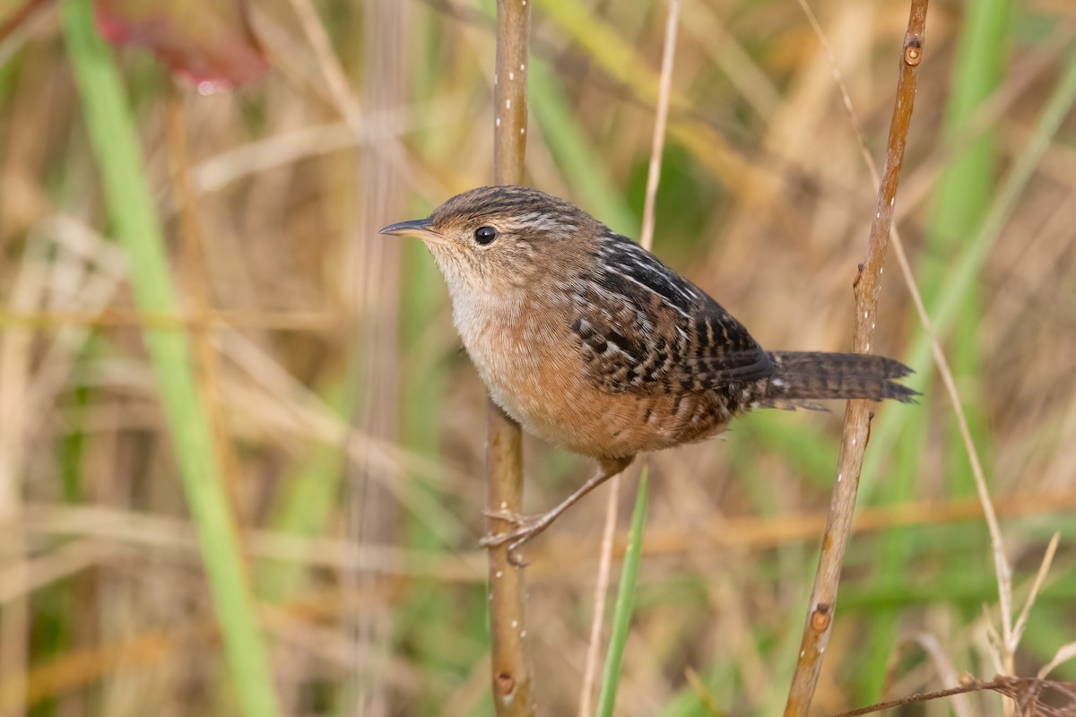 Cucarachero Culibarrado - ML645503134