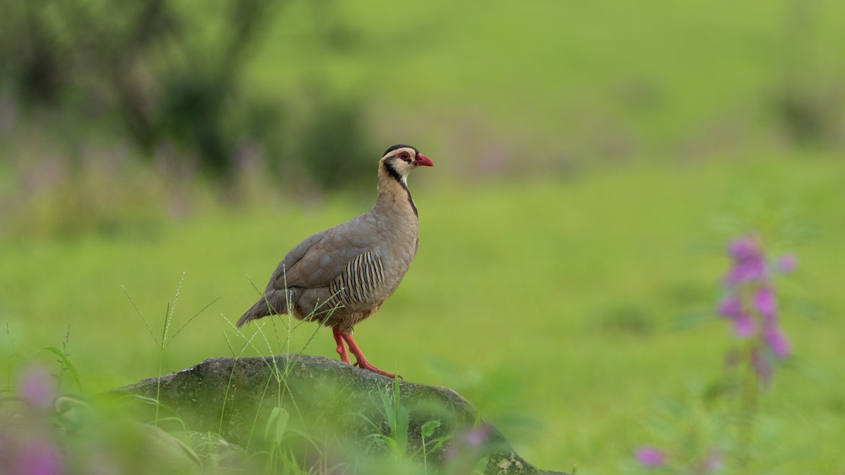 アラビアイワシャコ - ML645503135