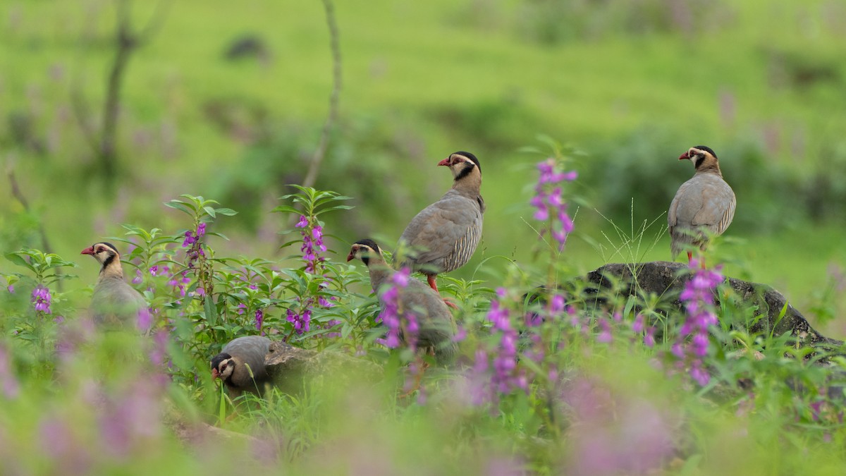 アラビアイワシャコ - ML645503136