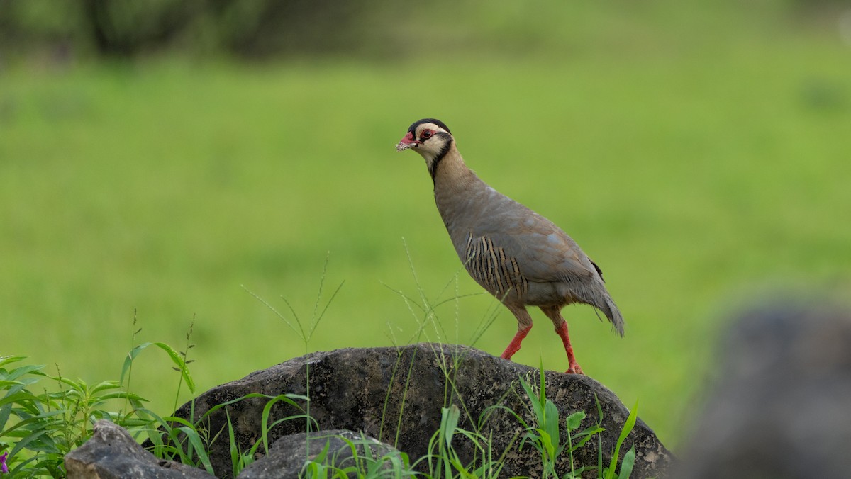 アラビアイワシャコ - ML645503137