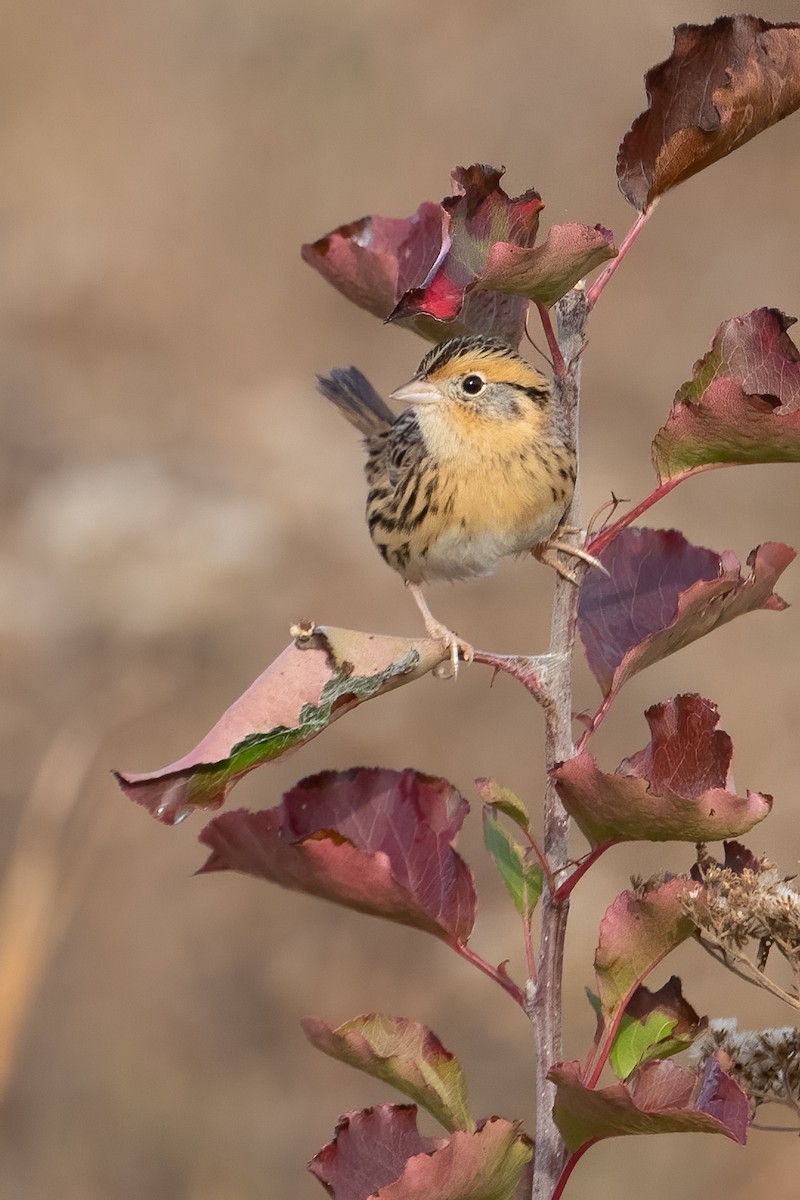 LeConte's Sparrow - ML645503138