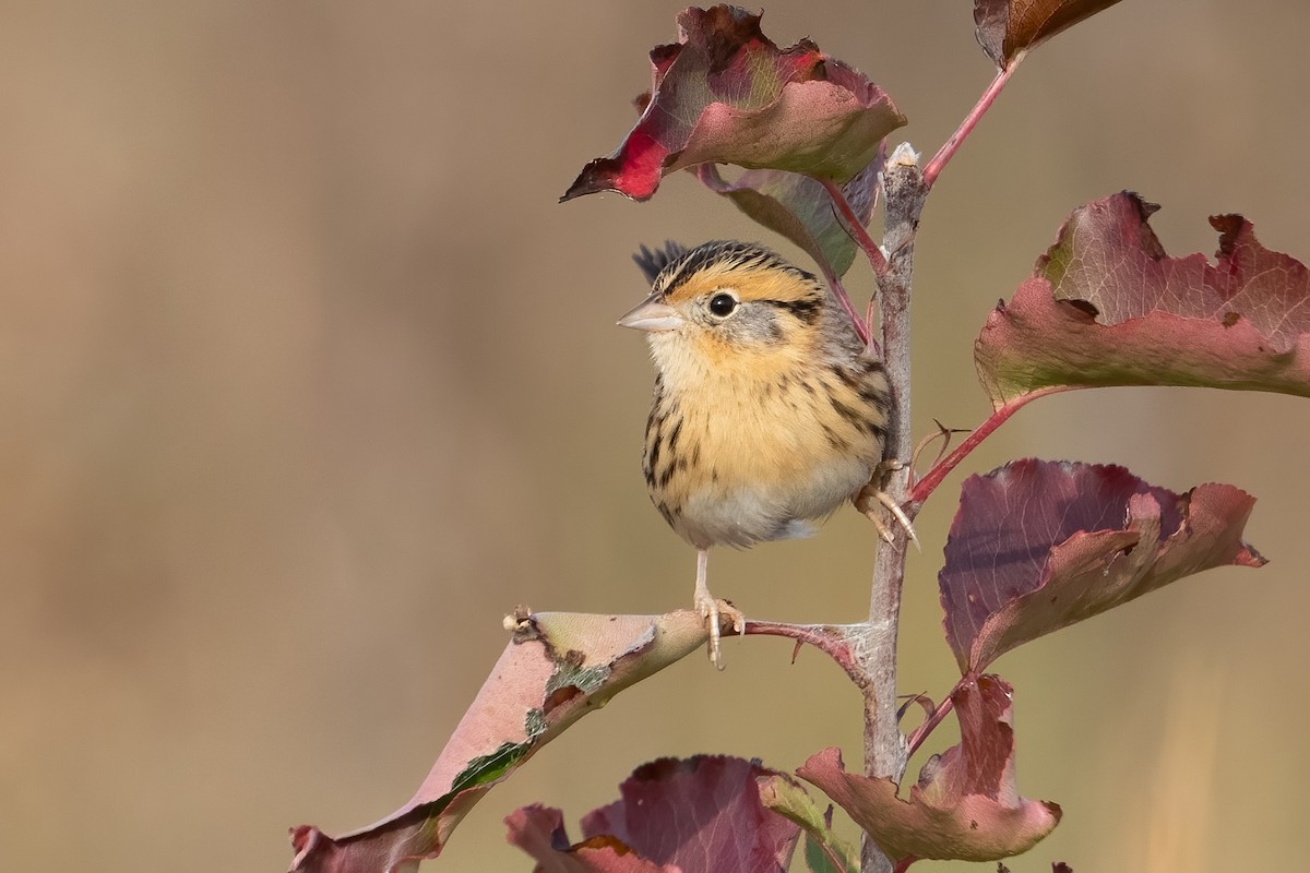 LeConte's Sparrow - ML645503139