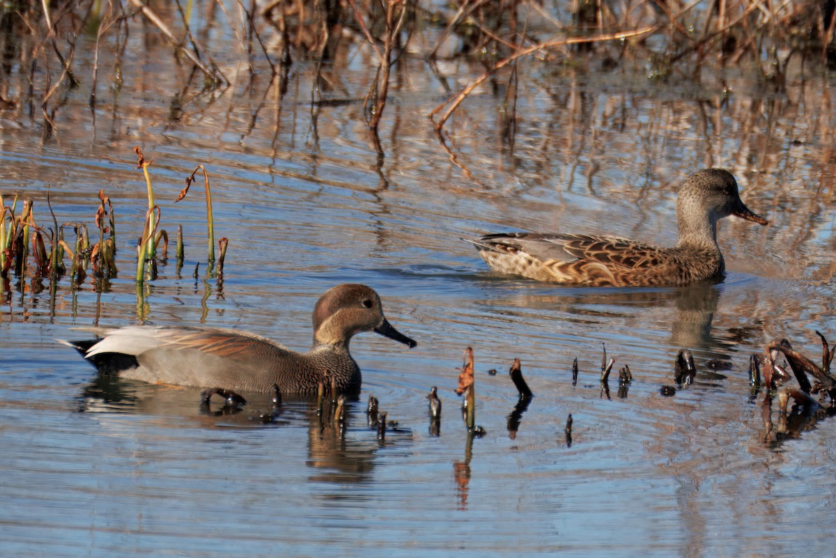 Ipar-ahatea - ML645503141