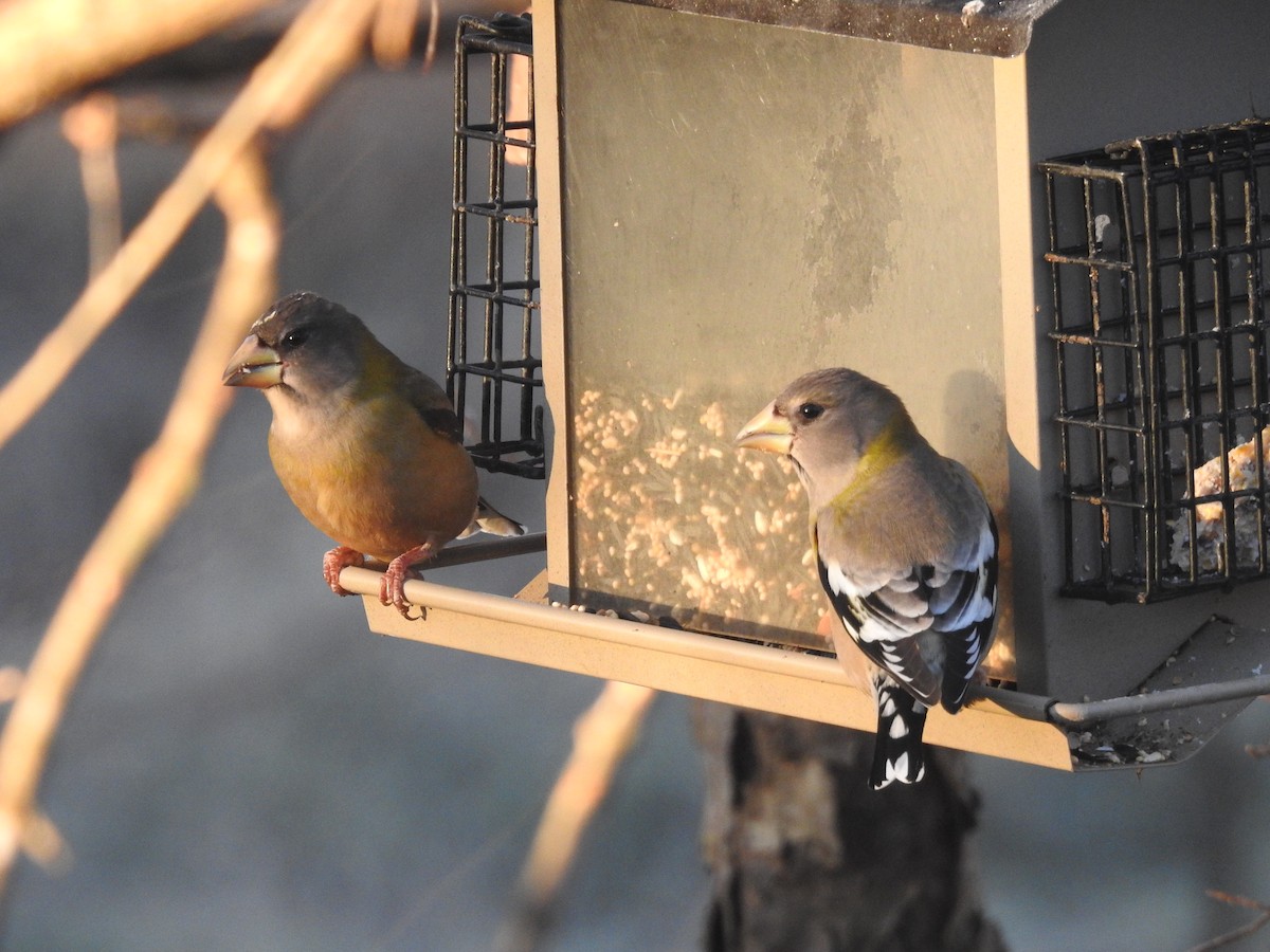 Evening Grosbeak - ML645503155