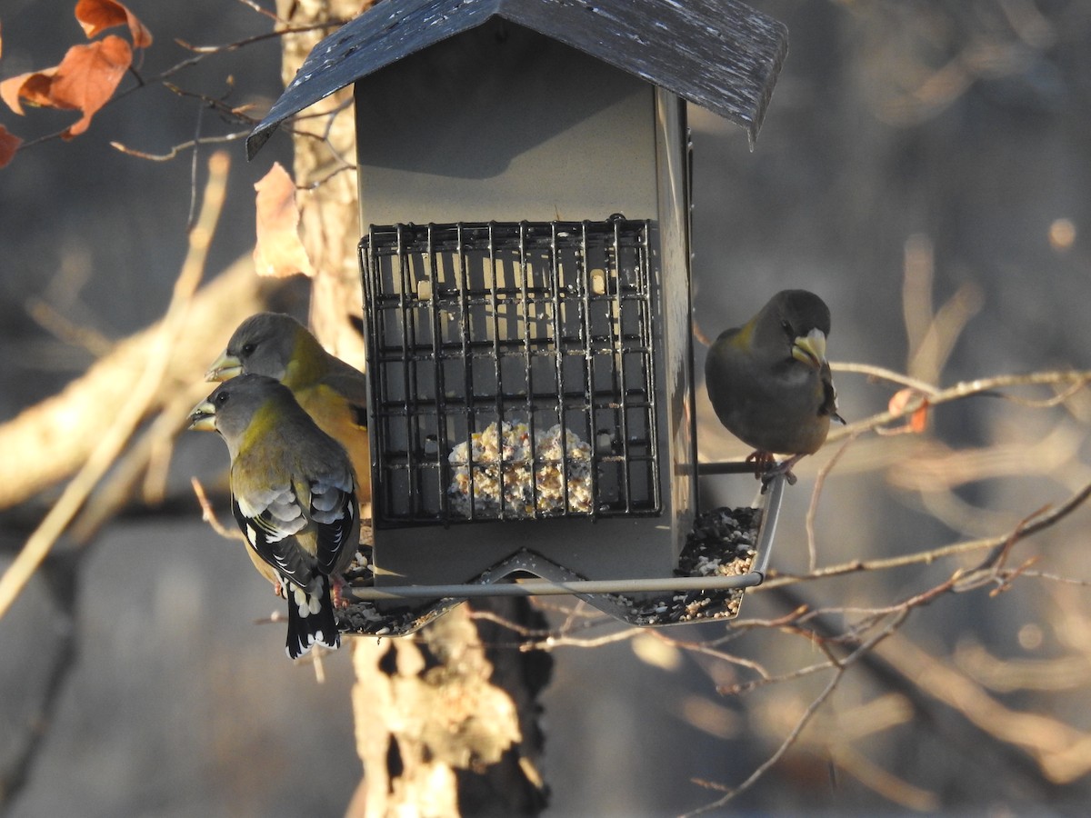 Evening Grosbeak - ML645503164